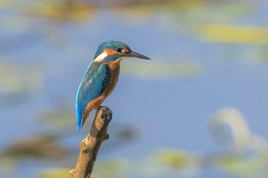 AktNatBeo-210928-ah-26-Eisvogel_HB_(2)