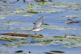AktNatBeo-210928-ah-28-Bachstelze