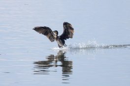 AktNatBeo-210928-ah-30-Kormoran_HB_(1)