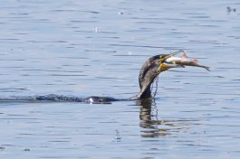 AktNatBeo-210928-ah-31-Kormoran_HB_(2)