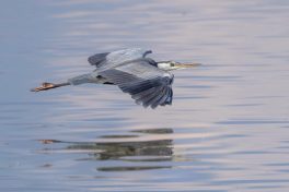 AktNatBeo-210928-ah-36-Graureiher_im_Morgenlicht_HB