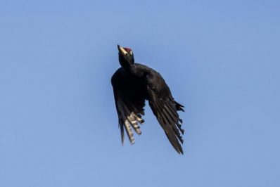 AktNatBeo-210928-ah-44-Schwarzspecht