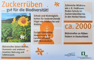 Bild Expertengespräch Zuckerrübe IV