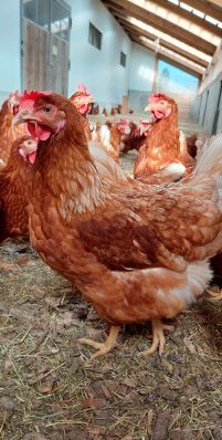 Bruckmuehl Gefluegelhof (2)