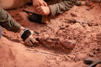 Das Team um Dr. Nizar Ibrahim gräbt über 30 Schwanzwirbel vom Spinosaurus an derselben Fundstelle aus