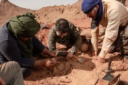 Das Team um Dr. Nizar Ibrahim gräbt über 30 Schwanzwirbel vom Spinosaurus an derselben Fundstelle aus