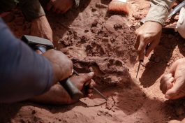 Das Team um Dr. Nizar Ibrahim gräbt über 30 Schwanzwirbel vom Spinosaurus an derselben Fundstelle aus