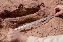 Das Team um Dr. Nizar Ibrahim gräbt über 30 Schwanzwirbel vom Spinosaurus an derselben Fundstelle aus