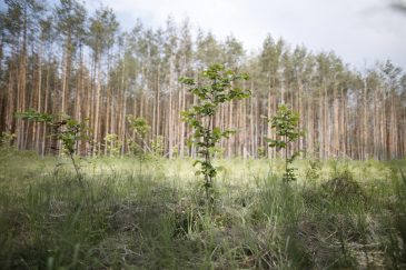 Wiederaufforstung_BMEL_Photothek_Florian_Gaertner