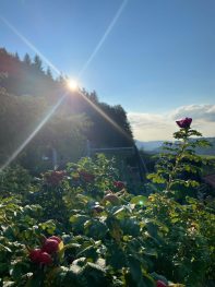 bcb80481-1e16-4be6-a0be-491841f34941