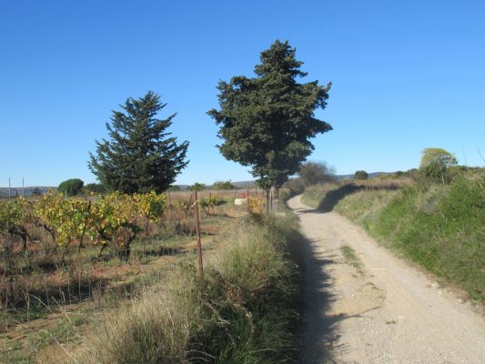Herbst im Languedoc