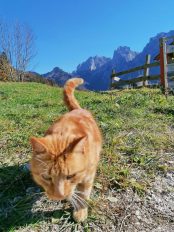 c37f6096-cb3a-467a-8eab-0ccc957ca6c4