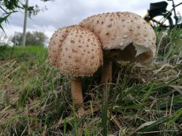 fd1c1624-dfc3-4d59-bda7-822186420d82